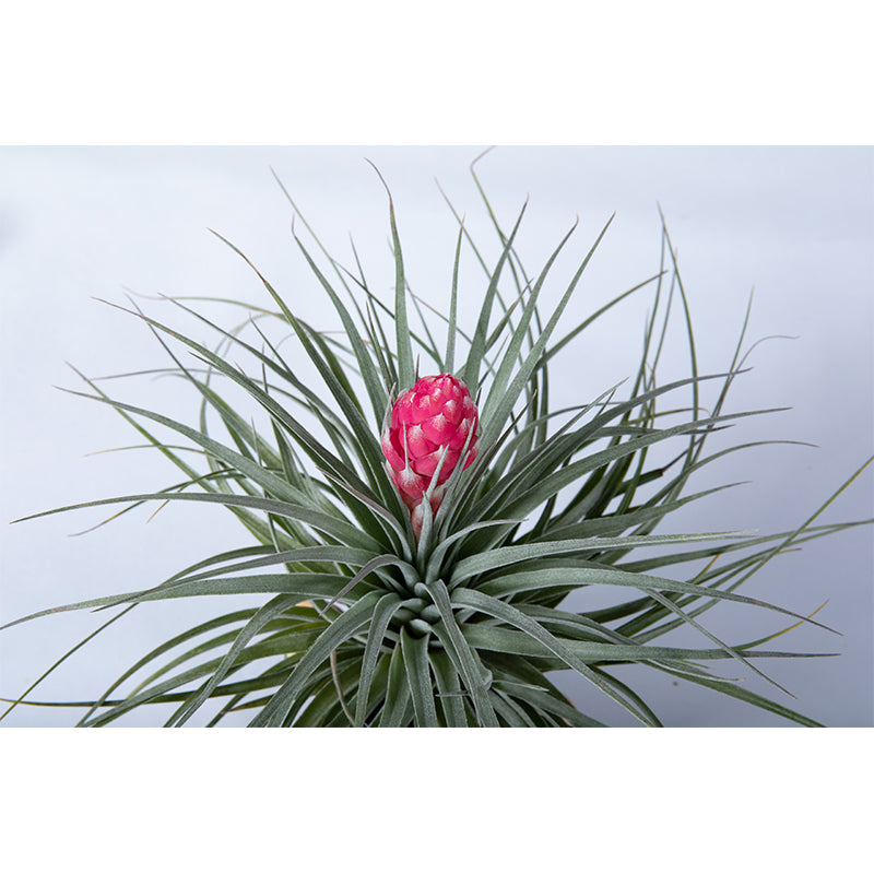 Air pineapple, air pineapple, radiation protection and purification of air pineapple